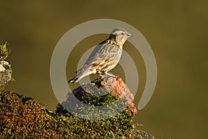 whooping sparrow in the field in spring