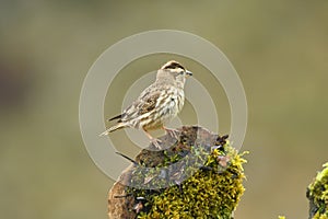 whooping sparrow in the field in spring