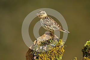 whooping sparrow in the field in spring