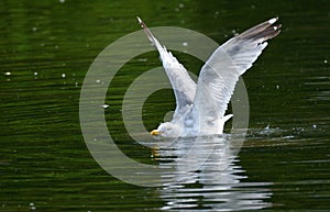 Whoops! Herring gull larus argentatus trying to take off from lake.