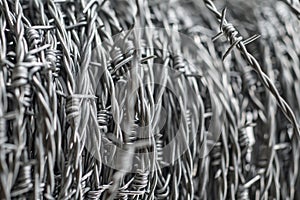 Whorl of barbed wire forming a coil