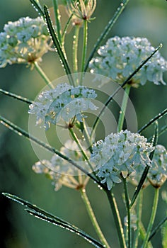 Whorled Milkweed   23013