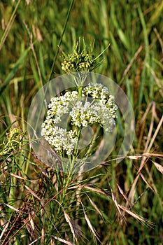 Whorled Milkweed   604728