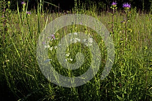 Whorled Milkweed   809135 photo