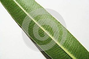 Whorled Nerium oleander leaf