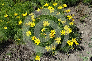 Whorled tickseed in full bloom