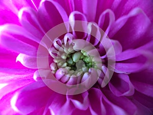 Whorls of Whimsy: A Chrysanthemum's Purple Dream