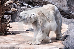 Whote polar bear walking in the zoo