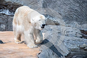 Whote polar bear walking in the zoo