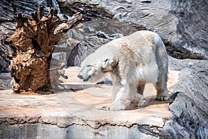 Whote polar bear walking in the zoo