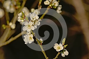 Whte cherry blossoms on a twig