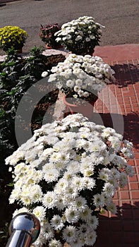 Whte colour Chrysanthemums flower in clay pot