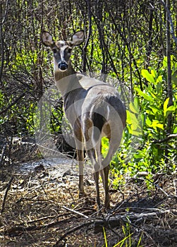 Whtetail Deer Looks Back