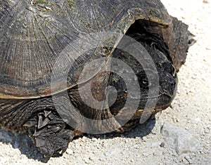 Why did the Florida Snapping Turtle cross the road photo