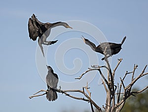 Domestic Dispute: Why Didn't You Caw to Say You'd Be Late?