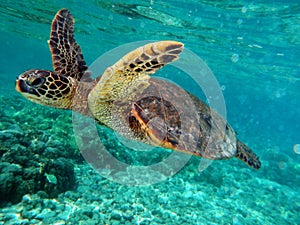 Why I love scuba diving