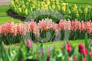 This is why we love flowerbulbs!