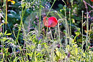 This is why we love flowers!