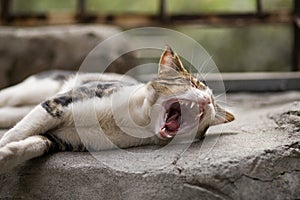 Why my life sucks! Funny stray cat is yawning