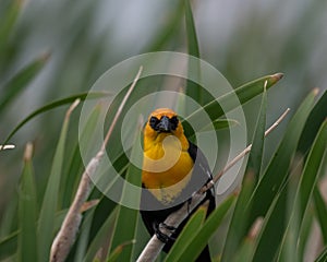 Why Yellow? Yellow-headed Blackbird