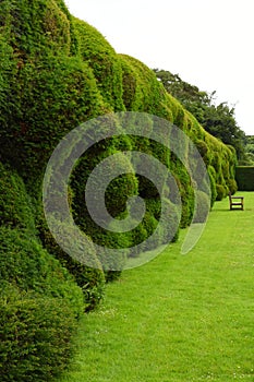 Wibbly Wobbly Hedge, Montacute House,Somerset, England
