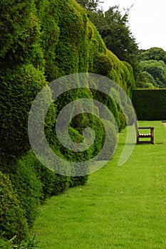 Wibbly Wobbly Hedge, Montacute House,Somerset, England photo