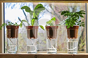 Wick watering. Plants in pots on glasses stand on a shelf on a window.