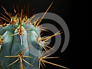 Wicked Cactus Spines