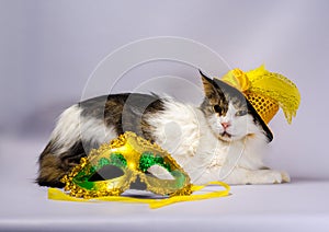 Wicked cat in a yellow carnival hat with sequins and a feather n