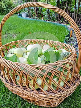 Wicker authentic basket filled with fresh green apples stands on the green grass, top view, vertical frame, outdoor