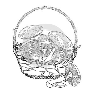 Wicker basket with Amanita or Fly agaric mushroom isolated on white. Outline poisonous red-cup mushroom in line art.