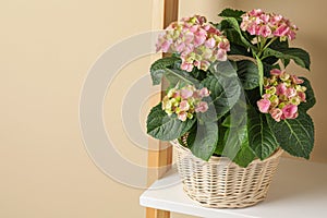 Wicker basket with beautiful hortensia flowers on shelf near beige wall. Space for text