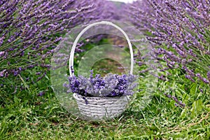 Wicker basket with beautiful lavender flowers in blooming field