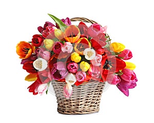 Wicker basket with beautiful spring tulip flowers