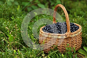 Wicker basket with bilberries on green grass outdoors, space for text