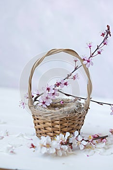 wicker basket with a bird\'s nest and a blossoming sakura branch on a light background.