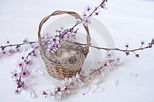 wicker basket with a bird\'s nest and a blossoming sakura branch on a light background.