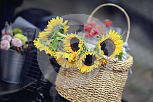 Wicker basket bouquet of of fresh bright sunflowers, rustic summer, autumn background. Romance, love, greetings card