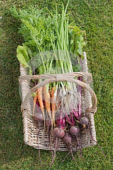 A wicker basket called a trug filled with an array of home grown