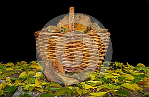 Wicker basket with chanterelles on a wooden table covered with leaves. Mountain foods. Edible mushrooms. Autumn products.