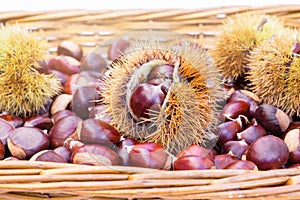 Wicker basket with chestnuts and chestnut burs