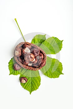 Wicker basket with chestnuts and green tree leaf on white