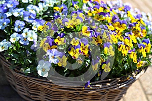 Wicker basket with colorful pansies. Spring.