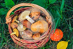 Wicker basket with edible mushrooms and toxic and dangerous amanita on grass photo