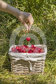 wicker basket filled with red sweet cherries in grass in a garden. Female hand takes one cherry from basket