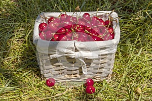 wicker basket filled with red sweet cherries in grass in a garden