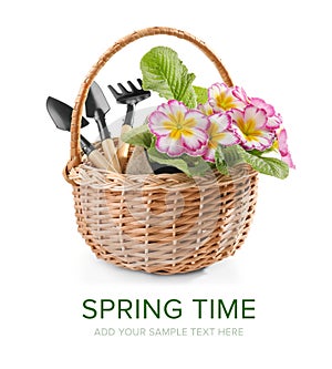 Wicker basket with flowers and gardening tools on white background