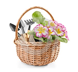 Wicker basket with flowers and gardening tools on white background