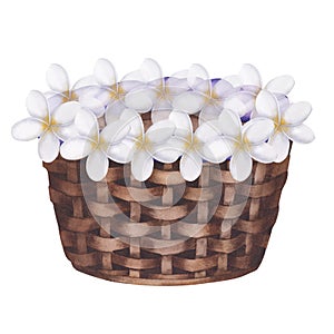 Wicker basket with frangipani flowers. Isolated watercolor illustration on white background.