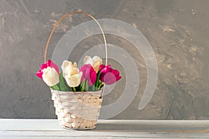 Wicker basket of fresh blooming tulips stands on wooden table. Banner mockup with copyspace for Womans or Mother day, Easter, spri